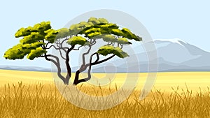 Yellow grass and African acacia.