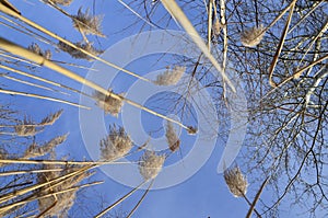 Yellow grass against a blue sky