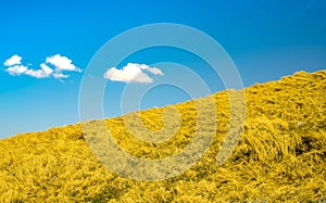 Yellow grass in farm with blue sky background. Grass field and blue sky and white clouds on sunny day. Beautiful landscape. Nature