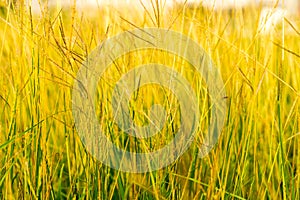 Yellow grass flower during sunset