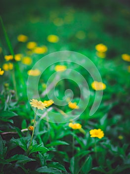 Yellow grass flowers Spontaneous With a green background