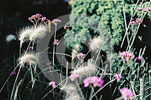 Yellow grass with fluffy ears and blurred bright violet flowers, dark backgrop. Concept of colorful nature, seasons, environment,