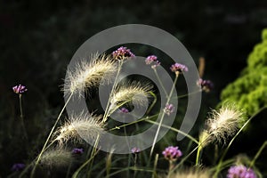 Yellow grass with fluffy ears, dark backgrop. Concept of colorful nature, seasons, environment, ecology