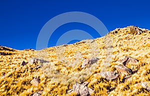 Yellow grass hills