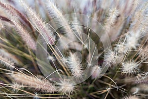 Yellow Grass pasture herb herbage herby