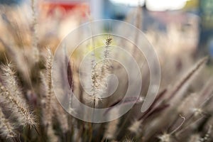 Yellow Grass pasture herb herbage herby