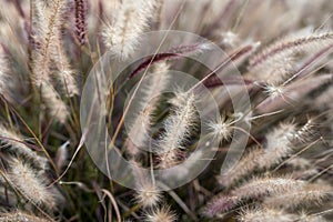 Yellow Grass pasture herb herbage herby