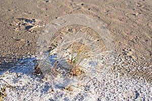 Yellow grass in sand with snow.