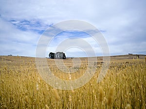 Yellow grass and trees