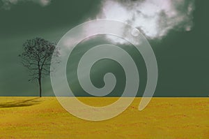 Yellow grass, trees, sky and clouds, rain, sunlight and beam. Abstract concept of nature.