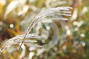 Yellow grass in wind in autumn in the sunlight of morning