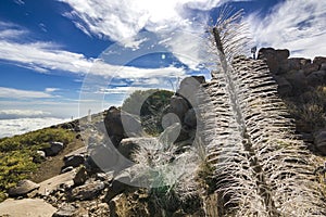 Yellow grass and wood in semidesert with stones and blue sky