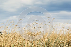 Yellow grasses against blue sky