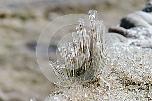 The yellow grasses are covered with ice and frost in winter