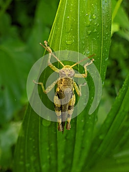 Yellow grasshopper perched on green leaves