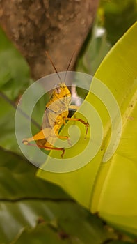 The yellow grasshopper with round oval gray eyes has an antena on the head with a yellow winged pattern