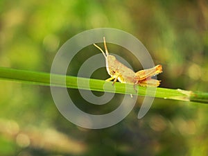 A yellow grasshopper sits on a green grass close-up.