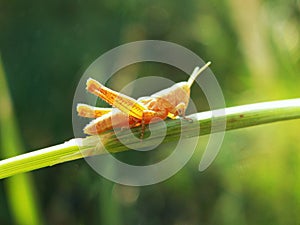 A yellow grasshopper sits on a green grass close-up.