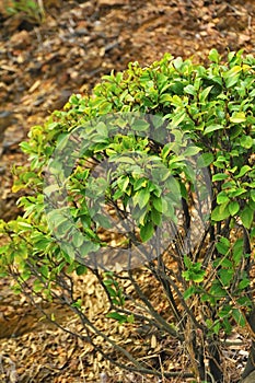 On the Yellow gravel slope, green plants grow tenaciously.