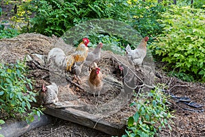 Yellow with gray rooster and different variegated hens on farm photo
