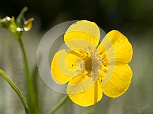Yellow Greater Spearwort flower