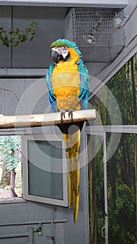 Yellow and green Ara macaw parrot at the zoo