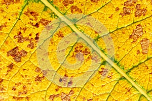 Yellow green autumn leaf with visible veins