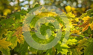 Yellow and green Autumn Leaves Background