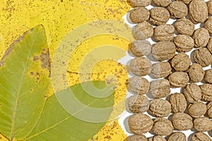 Yellow and green autumn leaves and lot walnuts on white table