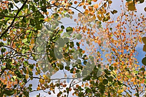 Yellow and green autumn leaves of trees on a cloudy sky