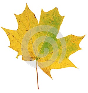 Yellow and green autumn maple leaf isolated on white background