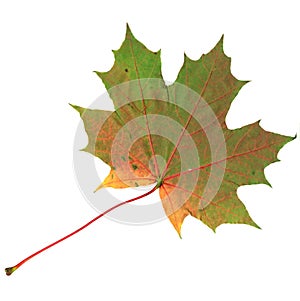 Yellow and green autumn maple leaf isolated on white background