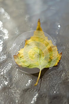 Yellow green autumnal birch leaf on a glass table