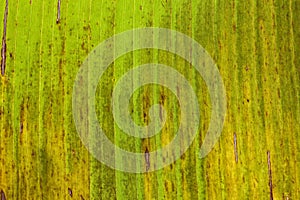 Yellow green background of banana leaf