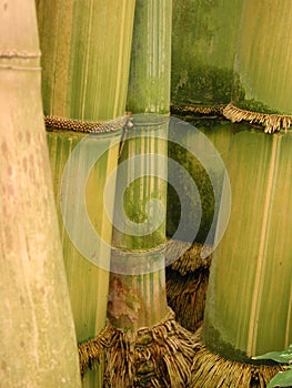 Yellow and green bamboo with roots - portrait