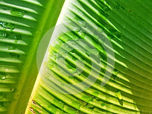 yellow green banana leaf background with water droplets