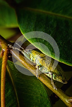 Yellow, green, beetle with a beautiful color grasping the green leaves in the natural garden