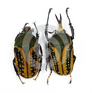 Yellow green beetles isolated on white. Megalorhina harrisi male female macro close up, collection beetles