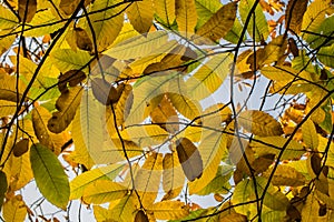 Yellow, green and brown fall autumn seasonal leaves of chestnut tree