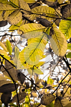 Yellow, green and brown fall autumn seasonal leaves of chestnut tree
