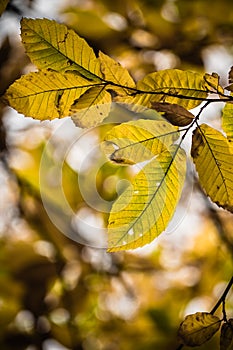 Yellow, green and brown fall autumn seasonal leaves of chestnut tree