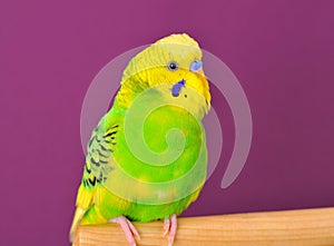 Yellow-green budgerig parrot closeup perched on a stand