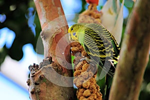 Yellow & green budgerigar bird