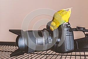 Yellow and green budgerigar parakeet sits on an pecks curiously a DSLR camera and zoom lens that is on top of her cage.