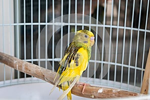 A yellow-green budgerigar sits on a wooden perch in a cage. The most common and popular variety of domestic parrot.