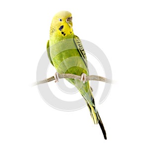 Yellow and green budgie