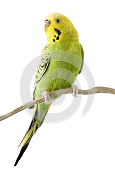 Yellow and green budgie