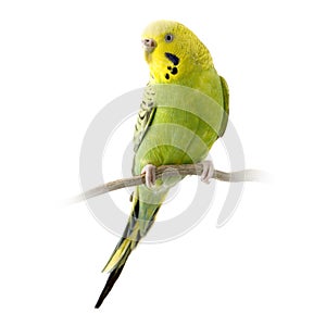 Yellow and green budgie