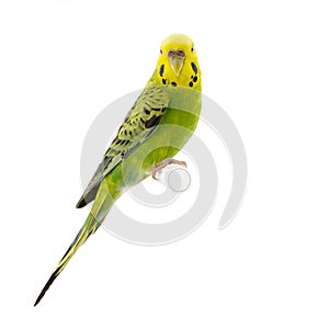 Yellow and green budgie