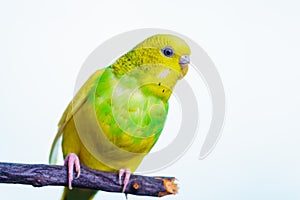 Yellow and green budgie, budgie sits on a wooden stick